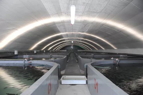 3條海魚10年增值300億，工業化養殖模式引領海水養殖新變革