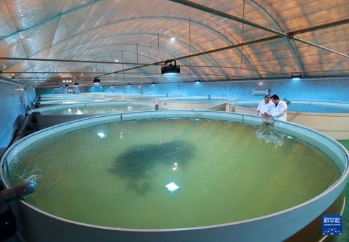 河北唐山 特色海產養殖促增收，海水養殖技術研發助發展